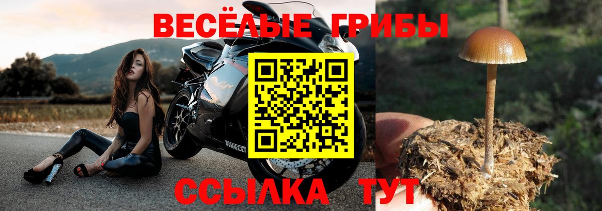 Псилоцибиновые грибы мицелий Кудрово